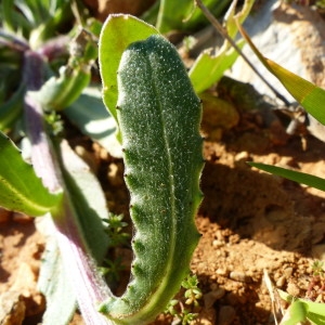 Photographie n°2278783 du taxon Calendula arvensis L. [1763]