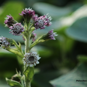 Photographie n°2278808 du taxon Petasites pyrenaicus (L.) G.López [1986]