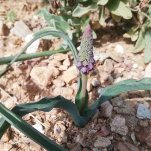 Photographie n°2278828 du taxon Muscari comosum (L.) Mill. [1768]