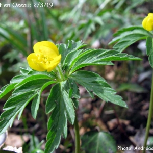 Photographie n°2278935 du taxon Anemone ranunculoides L. [1753]