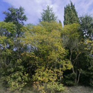 Photographie n°2278939 du taxon Ligustrum lucidum W.T.Aiton [1810]