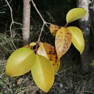 Photographie n°2278942 du taxon Ligustrum lucidum W.T.Aiton [1810]