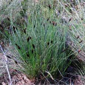 Photographie n°2278949 du taxon Schoenus nigricans L. [1753]