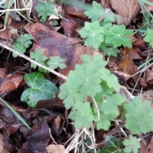 Photographie n°2278951 du taxon Geranium rotundifolium L. [1753]