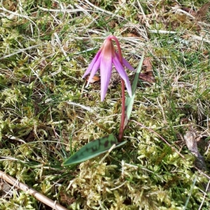 Photographie n°2278966 du taxon Erythronium dens-canis L.