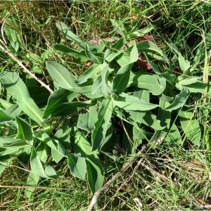 Photographie n°2278974 du taxon Silene vulgaris (Moench) Garcke [1869]