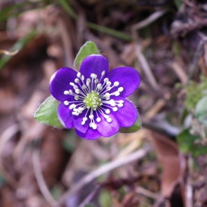 Photographie n°2279018 du taxon Anemone hepatica L.