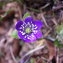  Jeanne Aguilo - Anemone hepatica L.