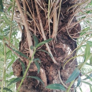 Photographie n°2279087 du taxon Nerium oleander L. [1753]