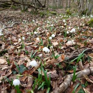 Photographie n°2279164 du taxon Leucojum vernum L. [1753]