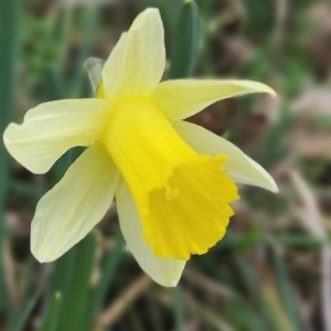 Photographie n°2279192 du taxon Narcissus pseudonarcissus L. [1753]