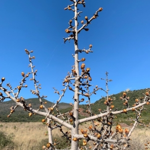 Photographie n°2279219 du taxon Pyrus spinosa Forssk. [1775]