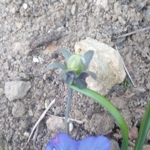 Photographie n°2279243 du taxon Viola tricolor L. [1753]