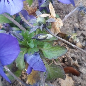 Photographie n°2279244 du taxon Viola tricolor L. [1753]