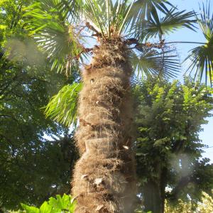 Photographie n°2279328 du taxon Trachycarpus fortunei (Hook.) H.Wendl. [1862]