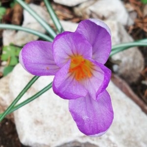 Photographie n°2279330 du taxon Crocus versicolor Ker Gawl. [1808]