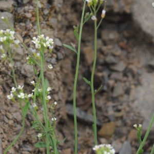 Photographie n°2279459 du taxon Arabidopsis thaliana (L.) Heynh. [1842]