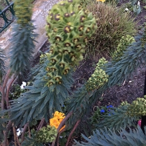 Photographie n°2279463 du taxon Euphorbia characias L. [1753]