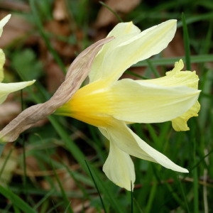 Photographie n°2279549 du taxon Narcissus pseudonarcissus subsp. pallidiflorus (Pugsley) A.Fern. [1951]
