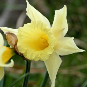Photographie n°2279550 du taxon Narcissus pseudonarcissus subsp. pallidiflorus (Pugsley) A.Fern. [1951]