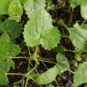 Photographie n°2279651 du taxon Lunaria annua L. [1753]