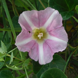 Photographie n°2279678 du taxon Convolvulus soldanella L. [1753]