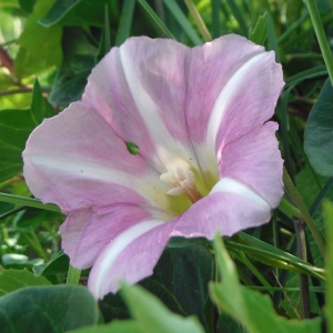 Photographie n°2279679 du taxon Convolvulus soldanella L. [1753]