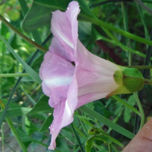 Photographie n°2279680 du taxon Convolvulus soldanella L. [1753]