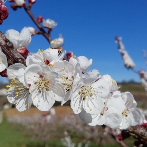 Photographie n°2279723 du taxon Prunus armeniaca L. [1753]