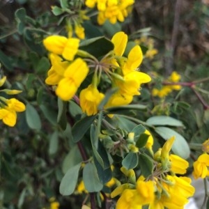 Photographie n°2279727 du taxon Coronilla glauca L. [1755]