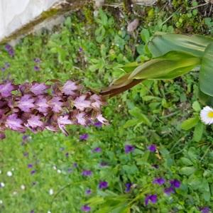 Photographie n°2279744 du taxon Himantoglossum robertianum (Loisel.) P.Delforge [1999]