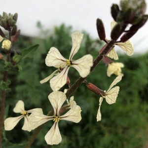 Photographie n°2279752 du taxon Eruca sativa Mill. [1768]