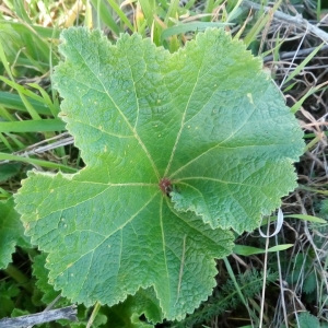 Photographie n°2279782 du taxon Alcea rosea L. [1753]