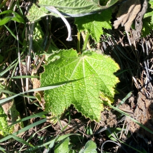 Photographie n°2279783 du taxon Alcea rosea L. [1753]