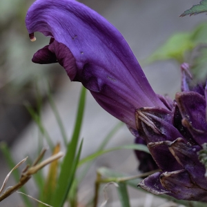 Photographie n°2279806 du taxon Lathraea clandestina L. [1753]