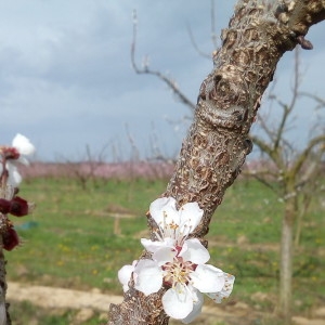 Photographie n°2279807 du taxon Prunus armeniaca L. [1753]
