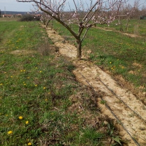 Photographie n°2279808 du taxon Prunus armeniaca L. [1753]