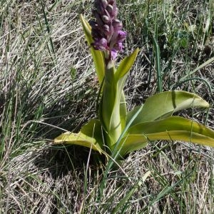 Photographie n°2279828 du taxon Himantoglossum robertianum (Loisel.) P.Delforge [1999]
