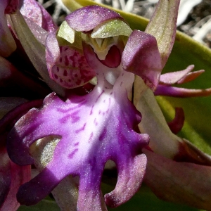Photographie n°2279829 du taxon Himantoglossum robertianum (Loisel.) P.Delforge [1999]