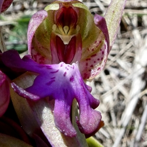 Photographie n°2279830 du taxon Himantoglossum robertianum (Loisel.) P.Delforge [1999]
