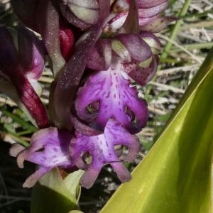 Photographie n°2279831 du taxon Himantoglossum robertianum (Loisel.) P.Delforge [1999]