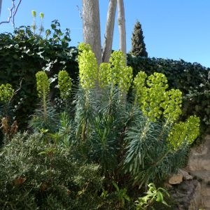 Photographie n°2279836 du taxon Euphorbia characias L. [1753]