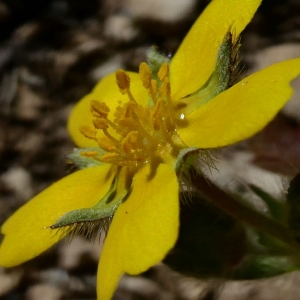 Photographie n°2279854 du taxon Potentilla verna L. [1753]