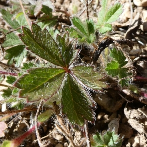 Photographie n°2279856 du taxon Potentilla verna L. [1753]