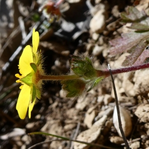 Photographie n°2279857 du taxon Potentilla verna L. [1753]