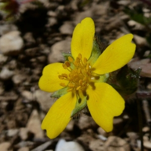 Photographie n°2279858 du taxon Potentilla verna L. [1753]