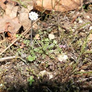 Photographie n°2279863 du taxon Teesdalia nudicaulis (L.) R.Br. [1812]
