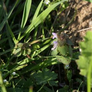 Photographie n°2279865 du taxon Lamium purpureum L. [1753]