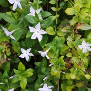 Photographie n°2279884 du taxon Vinca difformis Pourr.