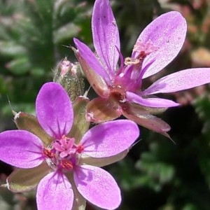 Photographie n°2279971 du taxon Erodium cicutarium (L.) L'Hér. [1789]